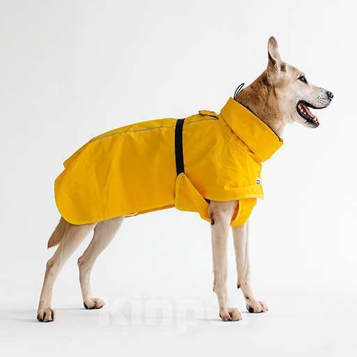 Собаки в Москве: Бевшедомашний пес Филя, в приюте. Очень нужен дом! Мальчик, Бесплатно - фото 2