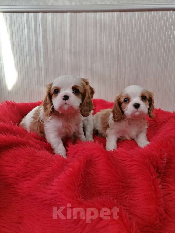 Собаки в Москве: Кавалер Кинг Чарльз спаниель 2 мес  Девочка, 100 000 руб. - фото 3