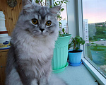 Кошки в Чебоксарах: Кот ищет кошечку на вязку., 800 руб. - фото 2