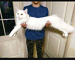 Кошки в Оленегорске: Котята мейн-кун, 5 000 руб. - фото 7
