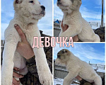Собаки в Бузулуке: Щенки САО (волкодав) Мальчик, 10 000 руб. - фото 4