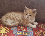 Кошки в Тамбове: Котенок девочка в дар, 1 мес.  Девочка, Бесплатно - фото 2