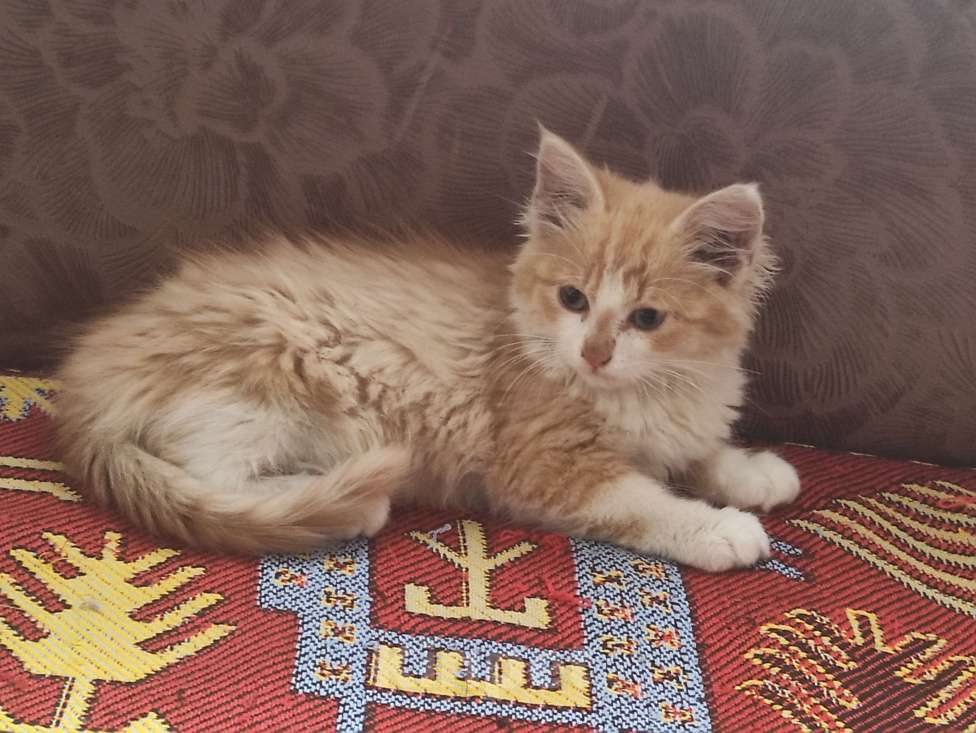 Кошки в Тамбове: Котенок девочка в дар, 1 мес.  Девочка, Бесплатно - фото 2