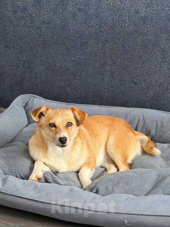 Собаки в Рузе: Бэтти в добрые руки Девочка, Бесплатно - фото 9