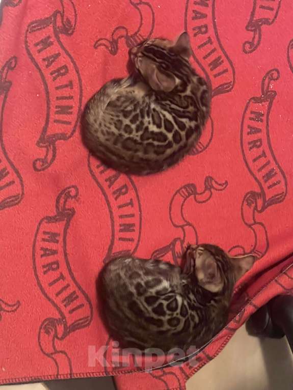 Кошки в Москве: Девочка бенгальская кошка 2 мес.  Девочка, 35 000 руб. - фото 6