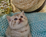 Кошки в Саратове: Шотландская прямоухая кошка Девочка, 5 000 руб. - фото 1