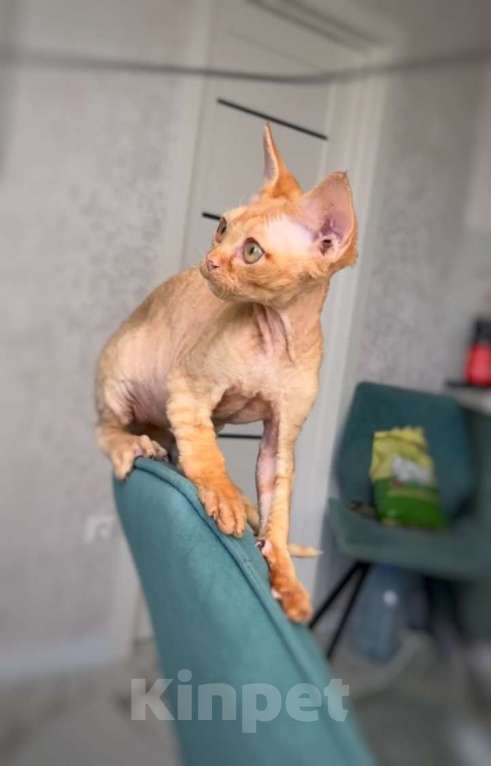 Кошки в Анапе: Котенок Девон Рекс Мальчик, 40 000 руб. - фото 2