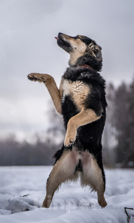 Собаки в Клине: Патрик — красивейший мощный пёс Мальчик, Бесплатно - фото 7