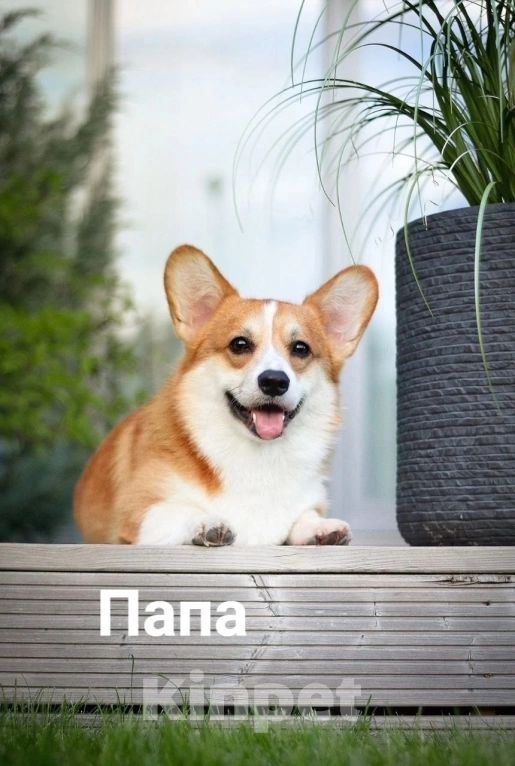 Собаки в Фрязино: Девочка вельш корги пемброк  Девочка, 55 000 руб. - фото 8