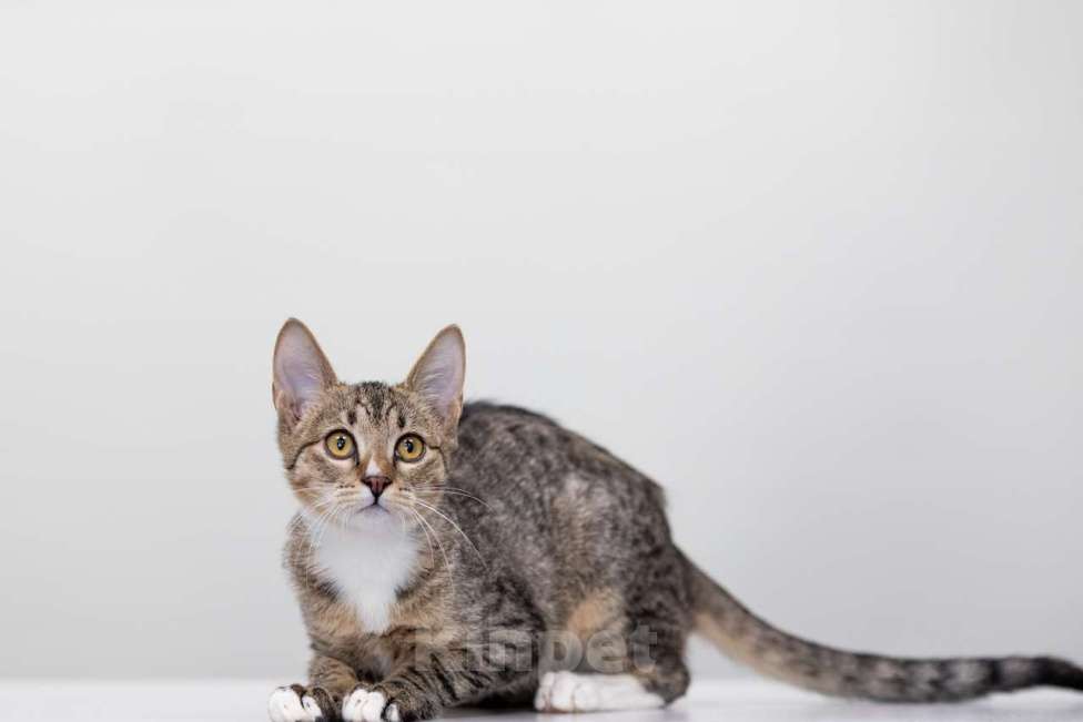 Кошки в Москве: Джонни Мальчик, Бесплатно - фото 3