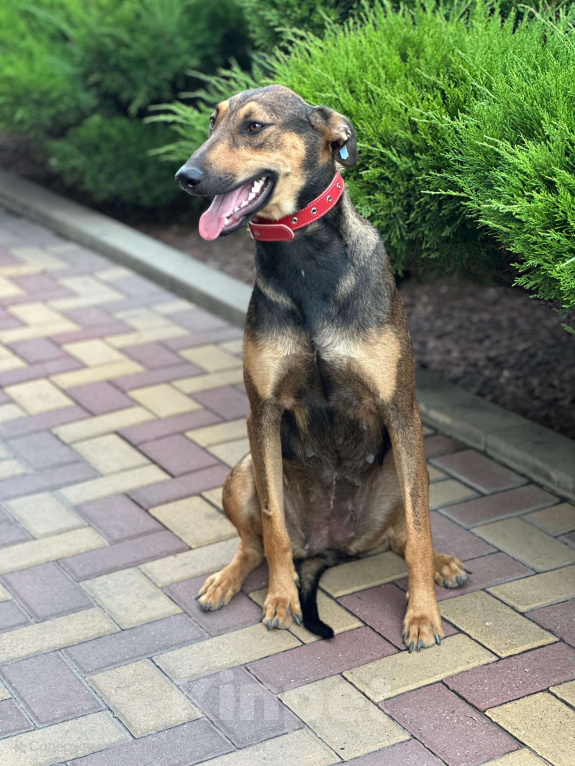 Собаки в Москве: Метиска Добермаша ищет новый дом  Девочка, Бесплатно - фото 4