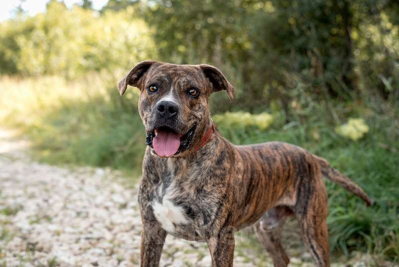 Собаки в Москве: Красавец стафф Хайдеггер в добрые руки Мальчик, 1 руб. - фото 3
