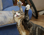 Кошки в Санкт-Петербурге: Добродушный, кругленький, мягонький котик Мальчик, Бесплатно - фото 9