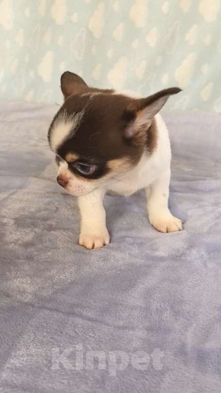 Собаки в Самаре: Красивый курносый мальчик Мальчик, Бесплатно - фото 3