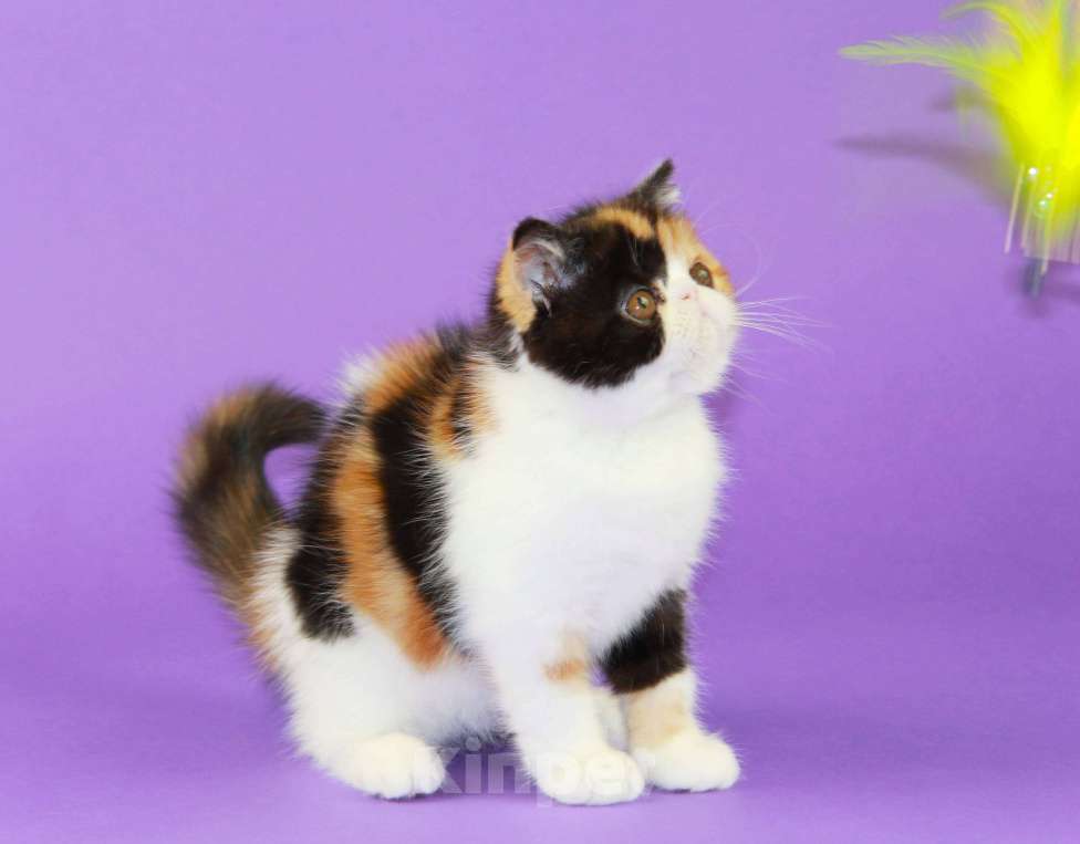 Кошки в Нижнем Новгороде: Красивая черепаховая кошечка экзот Девочка, 70 000 руб. - фото 10