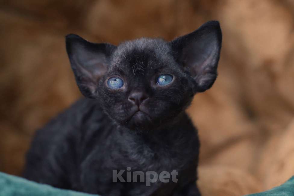 Кошки в Москве: Девон-рекс Мальчик, Бесплатно - фото 3