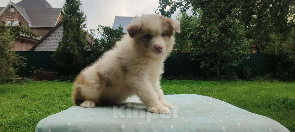 Собаки в Домодедово: Щенок Австралийской овчарки  Девочка, 80 000 руб. - фото 5