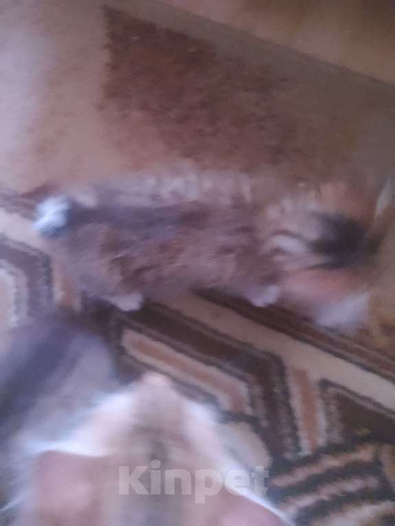 Кошки в Уфе: Курильский бобтейл Мальчик, 10 000 руб. - фото 2