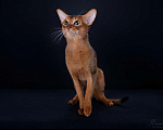 Кошки в Рузе: Кот на вязку Мальчик, Бесплатно - фото 1