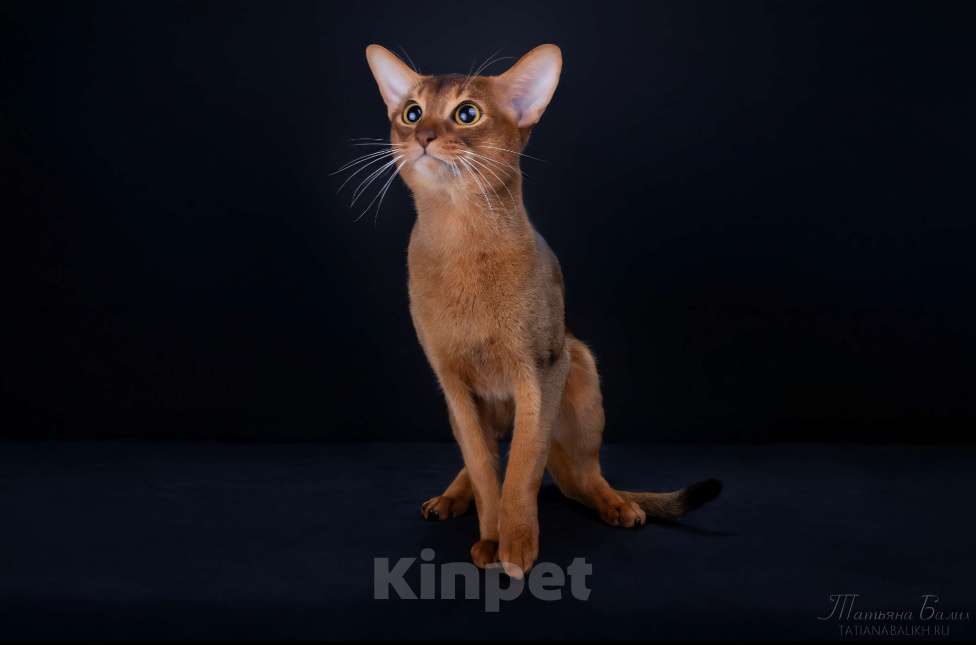 Кошки в Рузе: Кот на вязку Мальчик, Бесплатно - фото 1