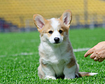 Собаки в Твери: Щенок Вельш-корги-пемброк Мальчик, 120 000 руб. - фото 5