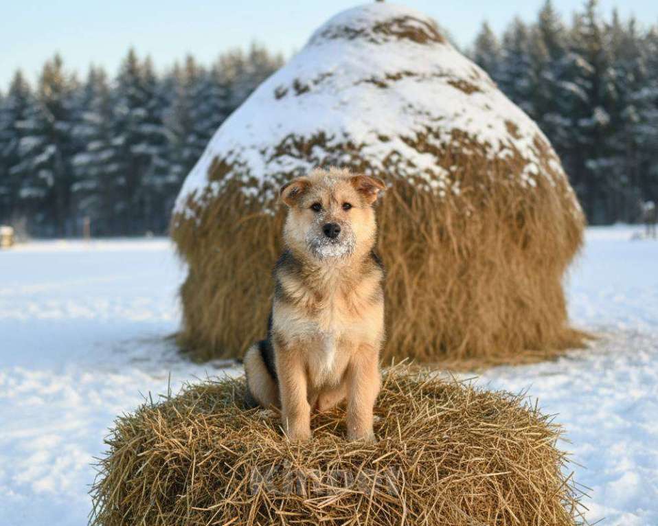 Собаки в Москве: Арчи ждет семью в приюте Мальчик, Бесплатно - фото 6