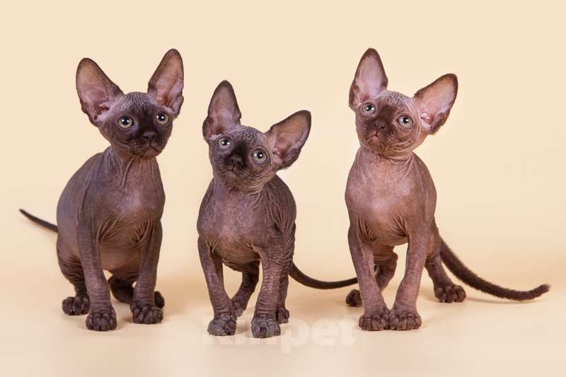 Кошки в Москве: Питомник Скорпион предлагает котят. Мальчик, Бесплатно - фото 3