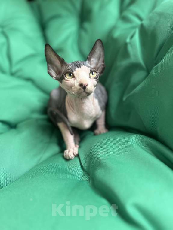 Кошки в Москве: Канадский сфинкс  Мальчик, 20 000 руб. - фото 5