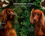 Собаки в Симферополе:  Ирландский красный сеттер Мальчик, Бесплатно - фото 1