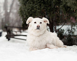 Собаки в Москве: Белка ищет дом! Девочка, Бесплатно - фото 1