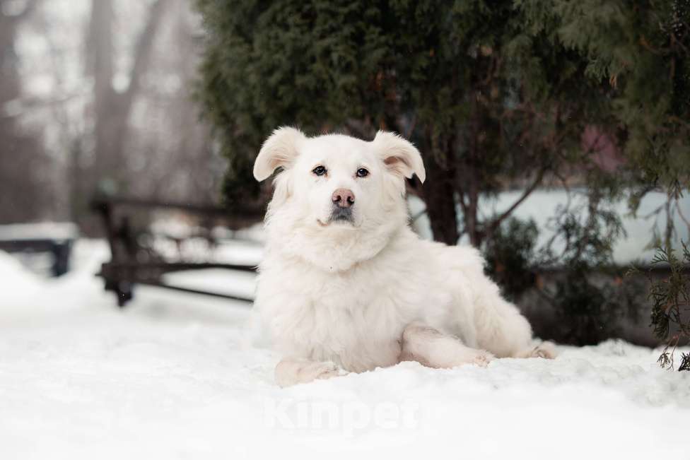 Собаки в Москве: Белка ищет дом! Девочка, Бесплатно - фото 1
