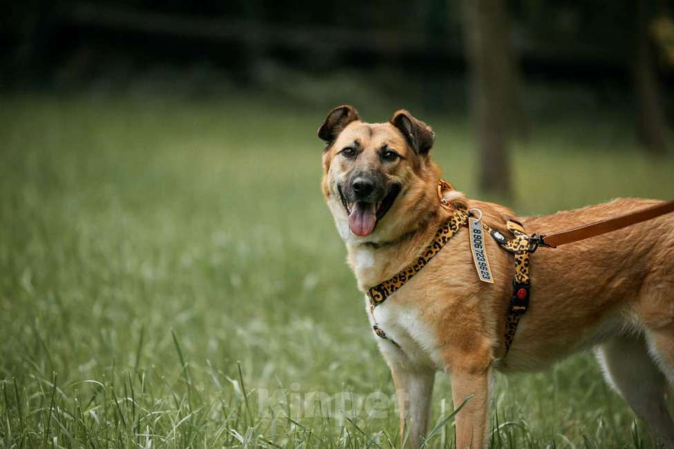 Собаки в Москве: Трепетная и камерная собака Манюня  Девочка, Бесплатно - фото 2