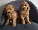 Собаки в Краснодаре: Щенки той-пуделя Мальчик, 40 000 руб. - фото 2