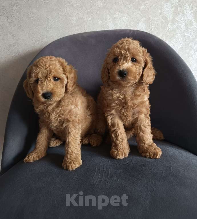 Собаки в Краснодаре: Щенки той-пуделя Мальчик, 40 000 руб. - фото 2