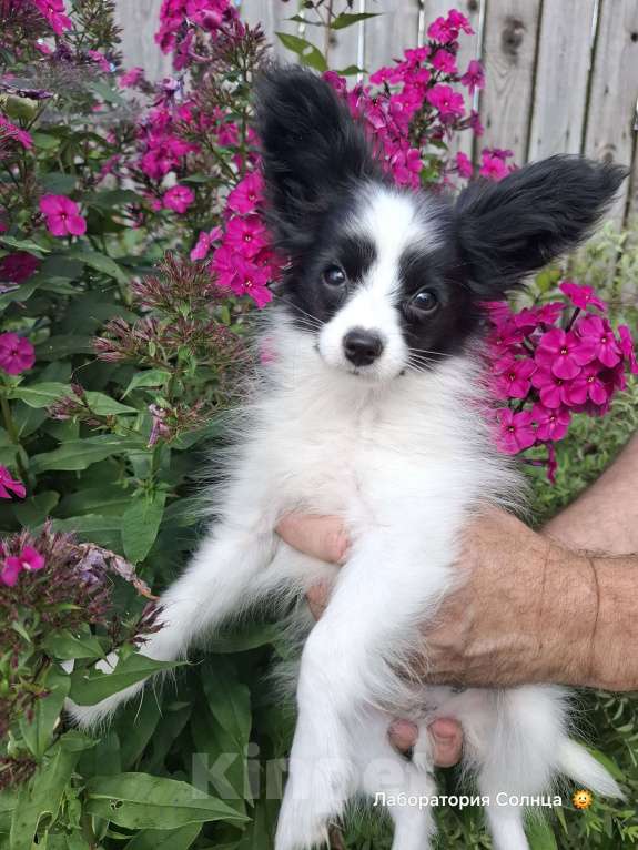 Собаки в Москве: Мальчик папийон  Мальчик, 60 000 руб. - фото 6