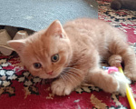 Кошки в Краснодаре: Котик. Рыжики рулят Мальчик, 5 000 руб. - фото 2