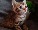 Кошки в Барнауле: Бенгальские котята Девочка, 40 000 руб. - фото 5