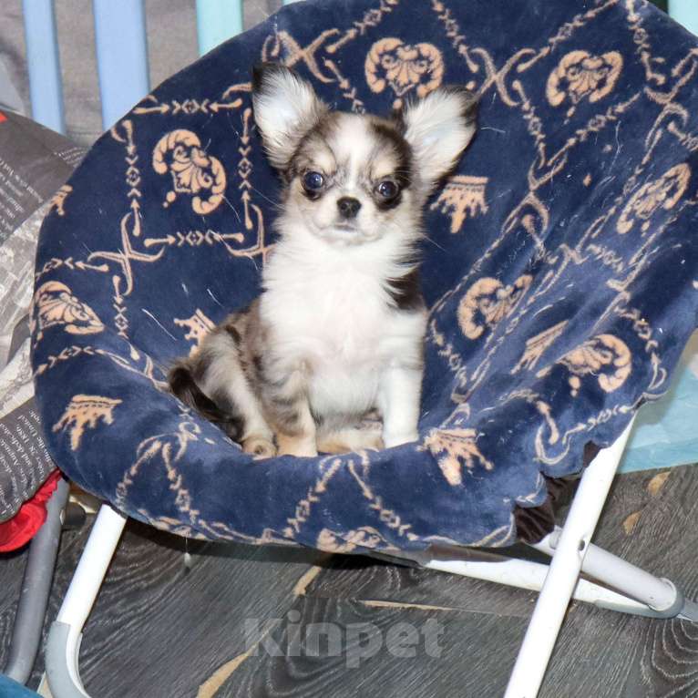 Собаки в Москве: Мраморный щенок чихуахуа Мальчик, 75 000 руб. - фото 1