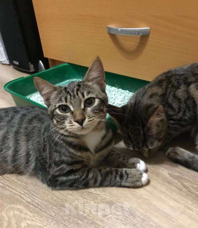 Кошки в Москве: ФераПонта Девочка, Бесплатно - фото 4