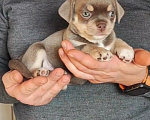 Собаки в Саратове: Шенок Чихуахуа Мальчик, 25 000 руб. - фото 7