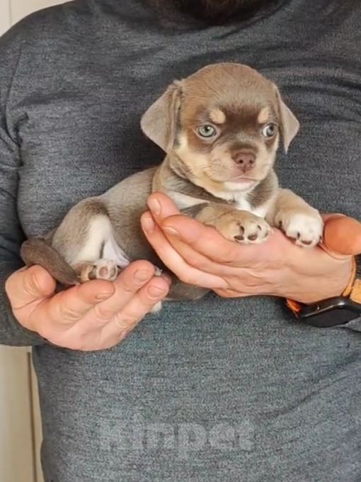 Собаки в Саратове: Шенок Чихуахуа Мальчик, 25 000 руб. - фото 7