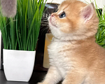 Кошки в Симферополе: Британские котята Девочка, 35 000 руб. - фото 6