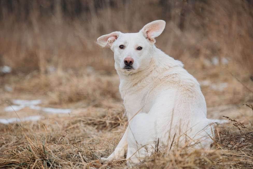 Собаки в Москве: Белоснежная собака в добрые руки! Девочка, Бесплатно - фото 2