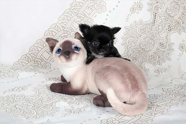 Собаки в Люберцах: МИНИ чихуахуа Мальчик, Бесплатно - фото 1