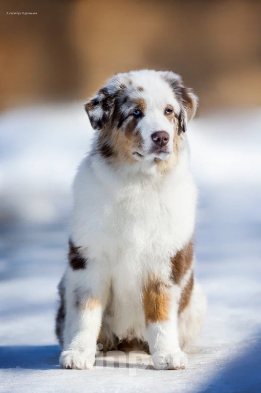Собаки в Москве: Щенок миниатюрной Американской овчарки Мальчик, Бесплатно - фото 4