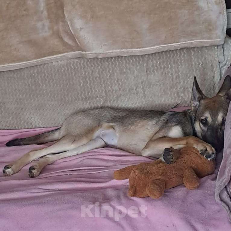 Собаки в Москве: Лисенок, зайчонок и немного олененок 🐕  Девочка, Бесплатно - фото 4