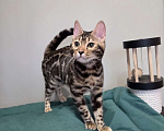Кошки в Москве: Бенгальский котёнок  Девочка, Бесплатно - фото 2
