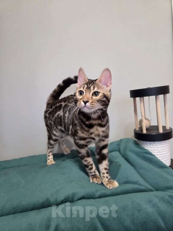 Кошки в Москве: Бенгальский котёнок  Девочка, Бесплатно - фото 2