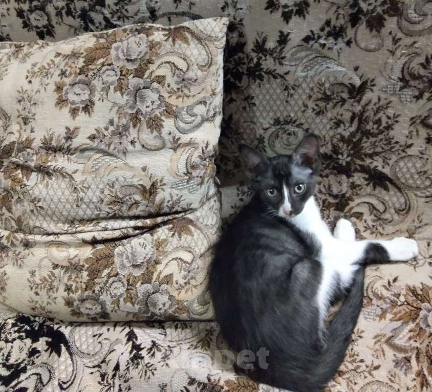 Кошки в Нальчике: Котенок в добрые руки Мальчик, Бесплатно - фото 3