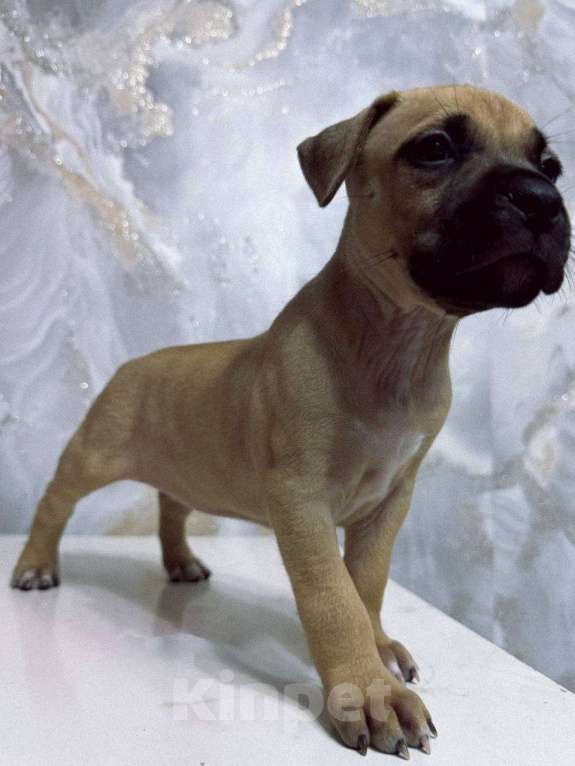 Собаки в Самаре: Щенок стаффордширского терьера Девочка, 25 000 руб. - фото 3